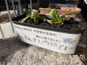 恵那特別支援学校の皆さんから鉢植えのお花をいただきました